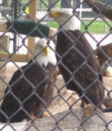 City of Aurora- Phillips Park Zoo