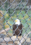 City of Aurora- Phillips Park Zoo