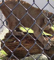 City of Aurora- Phillips Park Zoo