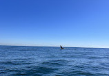 SoCal Whale Watching