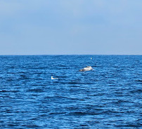 SoCal Whale Watching