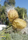 Rancho Los Alamitos Historic Ranch and Gardens