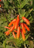 Rancho Los Alamitos Historic Ranch and Gardens