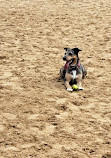 Redondo Beach Dog Park