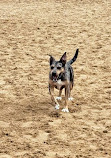 Redondo Beach Dog Park