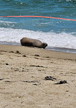 Redondo Beach Dog Park