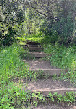 Fern Canyon Trail