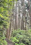 Fern Canyon Trail