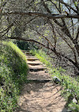 Fern Canyon Trail