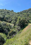 Fern Canyon Trail