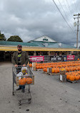 Golden Harvest Farms