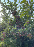 Riverview Orchards