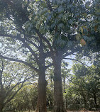 Lalbagh Botanical Garden Parking