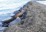 Murrells Inlet South Jetty