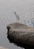 Murrells Inlet South Jetty