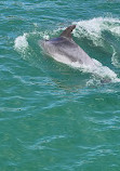 Dolphin Bay Golfinhos em Setúbal