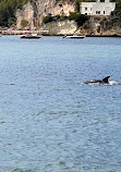 Dolphin Bay Golfinhos em Setúbal