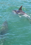 Dolphin Bay Golfinhos em Setúbal