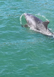 Dolphin Bay Golfinhos em Setúbal