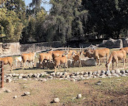 Zoologico Guadalajara