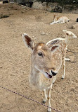 Zoologico Guadalajara