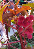 Jardín Botánico Restaurante S.L.