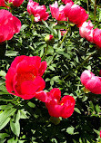 Jardín Botánico Restaurante S.L.