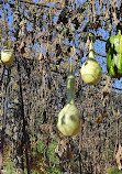 Jardín Botánico Restaurante S.L.