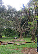 Cubbon Park