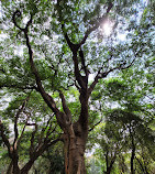 Cubbon Park