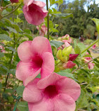 Cubbon Park