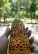 Cubbon Park