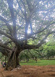 Cubbon Park