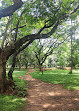 Cubbon Park