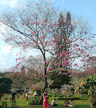 Cubbon Park