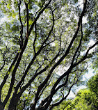 Cubbon Park