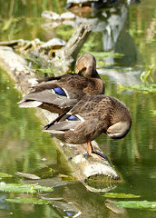 Felmayergarten