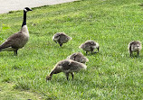 Lake Barton Park