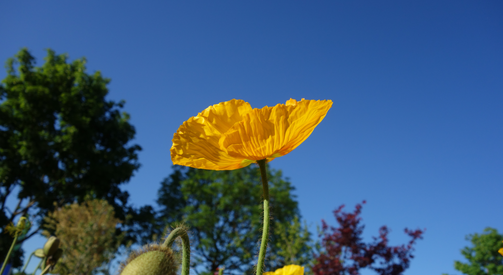 Floristweb