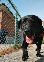 Ospedale per animali del guardiano di Bridletowne