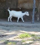 Disney's Animal Kingdom Theme Park