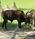 Disney's Animal Kingdom Theme Park