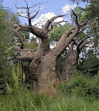 Disney's Animal Kingdom Theme Park