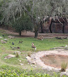 Disney's Animal Kingdom Theme Park