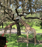 Disney's Animal Kingdom Theme Park