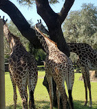 Disney's Animal Kingdom Theme Park