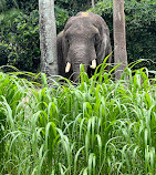 Disney's Animal Kingdom Theme Park