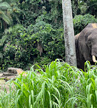 Disney's Animal Kingdom Theme Park