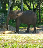 Disney's Animal Kingdom Theme Park