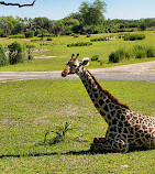 Disney's Animal Kingdom Theme Park